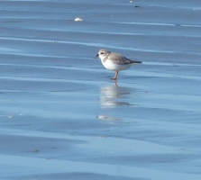 Piping Plover